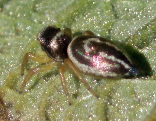 Heliophanus sp.